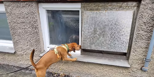 Innend\u00f8rs Nosework-kurs for nybegynnere i Fredrikstad over 6 uker: 2 ledige plasser!