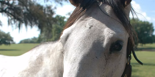 Equine Farm Field Day