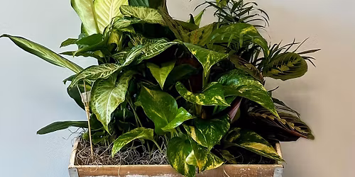 Plant Bingo