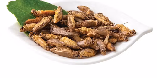 Incredible Edible Insects