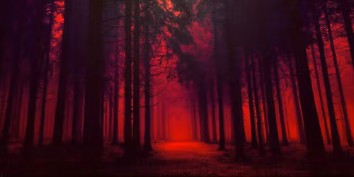 Red forest 3