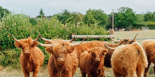 Highland Cow Afternoon Tea Experience 