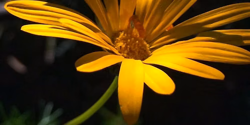 Fynbos Identification Walk