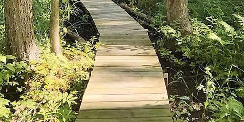 Lymph Flow in the Forest