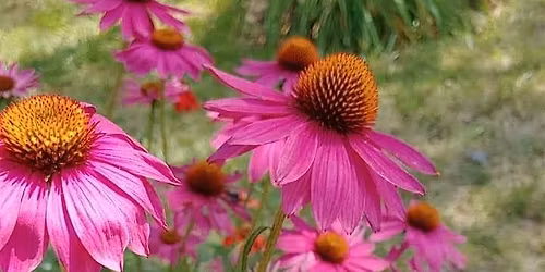 Pollinator Power! Creating Pollinator-Friendly Habitats