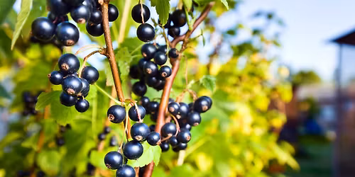 Weekend de l\u2019arbre, des haies et de la biodiversit\u00e9 - Pour petits et grands jardins