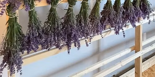 Lavender 102: Growing, Harvesting & Beyond with Four Suns Farm Lavender