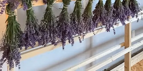 Lavender 102: Growing, Harvesting & Beyond with Four Suns Farm Lavender
