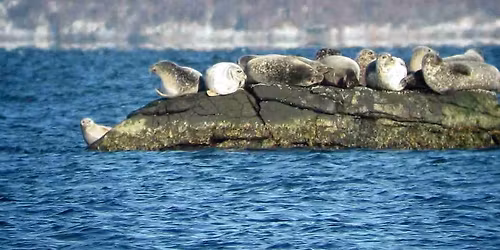 Seal Watching Tours