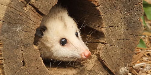 Animals We Love to Hate