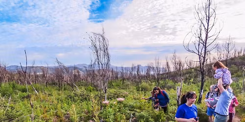 Medicinal Plant Walk