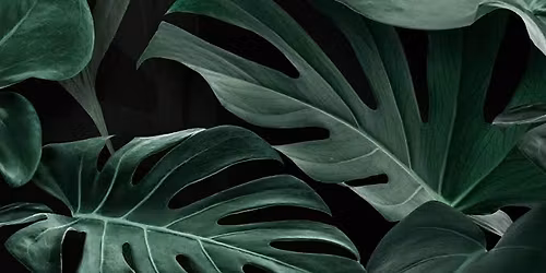 Reiki level 1 training (Raglan) 