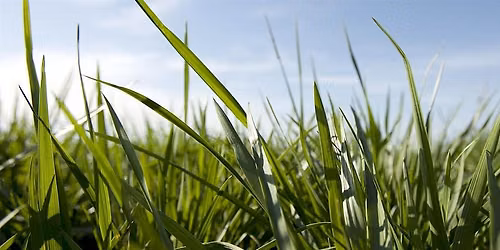 2026 Tennessee Forage & Grassland Council Annual Meeting
