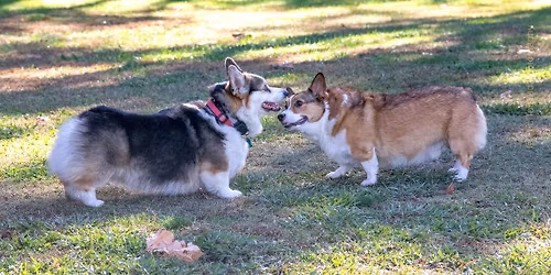 Saugstad Dog Park - Big Meet