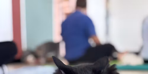 Children\u2019s Kitten Yoga