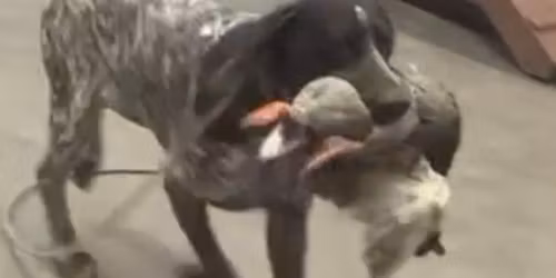 Trained Retrieve Workshop