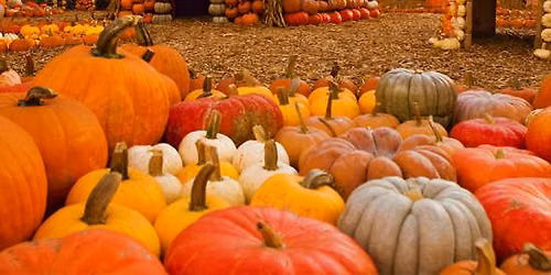 Mr. Bones Pumpkin Patch
