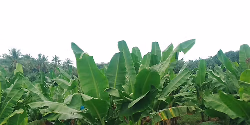 Harvest Day In The Farm