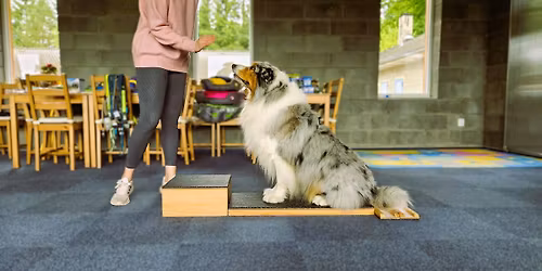 Skorot\u00e1bor s noseworkem, dogfitness a (rally) dogdancing vol. III