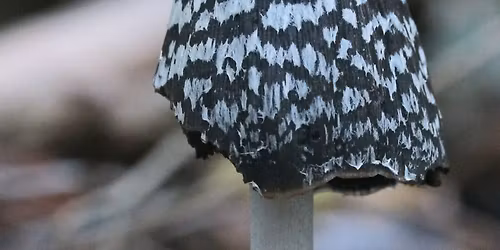 Newark Group Talk: The Woodlands and Fungi of Rutland Water