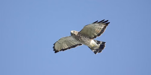 Bernardsville Hawkwatch