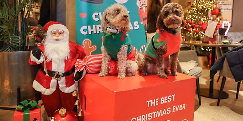 COCKAPOO CAFE CHRISTMAS - BIRMINGHAM