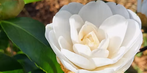 Cross Inn Community Cafe 