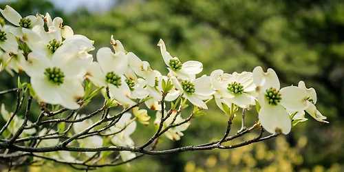 Early Spring Tree ID