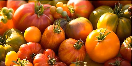 Taste of Heirloom Tomatoes