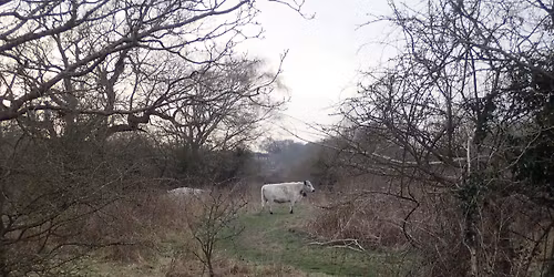 NNNS Research Project - Sweet Briar Marshes 