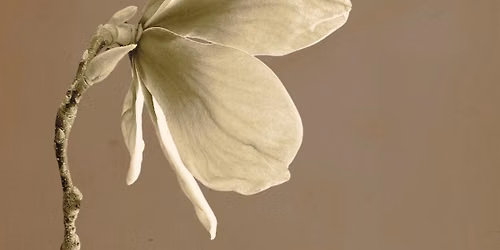 Southern Exposure \ud83c\udf3f A GCA Flower Show
