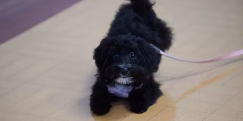 Puppy Training Taster