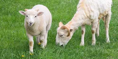 Coggeshall Farm Sheep & Wool Festival