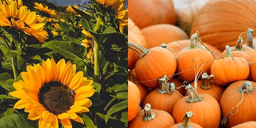 P.Y.O Pumpkins - Opening Day