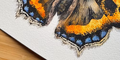 Tortoiseshell Butterfly Watercolour Workshop with Rita Gould
