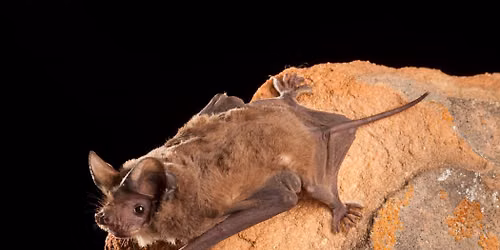 Discovery Walk: Bats & the Park