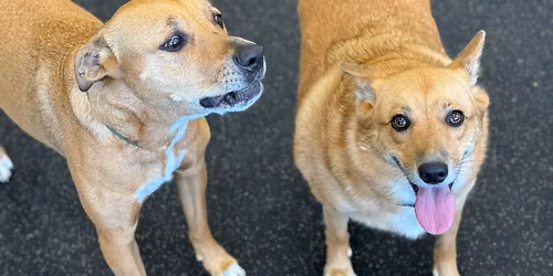 Friendsgiving & Thanksgiving photo shoot all week long!