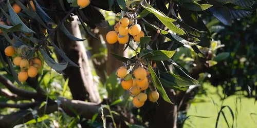 Master Gardeners: Florida-Friendly Foodscaping