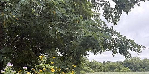 Medicinal Plant ID Walk at the Ridgewood Reservoir