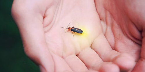 Nature in a Blink: Fireflies