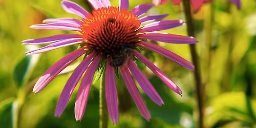 Breathe & Expand: A Midsummer Breathwork Journey