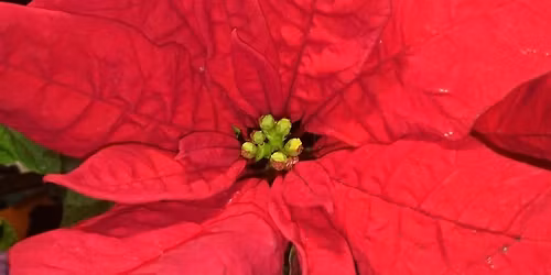 Trettonhelgsmilongor - krama ig\u00e5ng det nya \u00e5ret