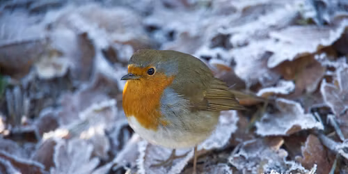 Poetry walk: winter words