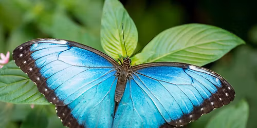 Beginner Macro Photography