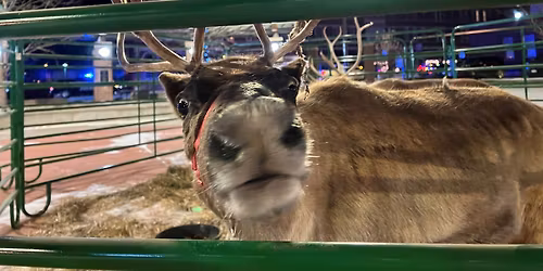 Annual Tree Lighting and Reindeer Experience 