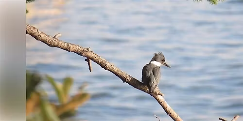 Second Sunday Birding at Little Squalicum Estuary