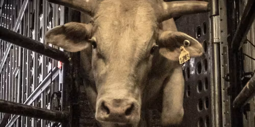 Parking PBR: Velocity Tour - Busch Light PBR Everett