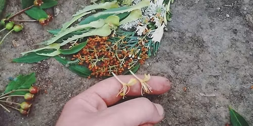 Calling All Artists & Vendors for our First Annual Painted Bunting Celebration