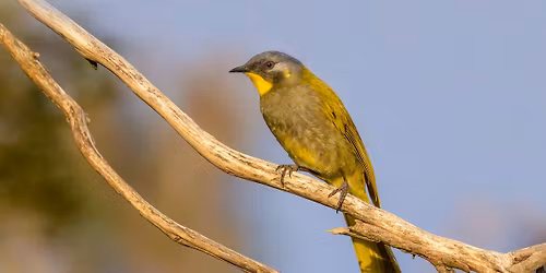 OUTING (NORTH) - Saturday March 29th: Tailrace Park, West Tamar