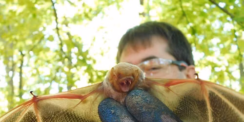 Pulling for Bats: Volunteer Workday